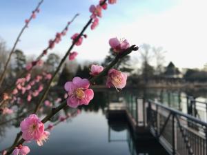 February Bloom